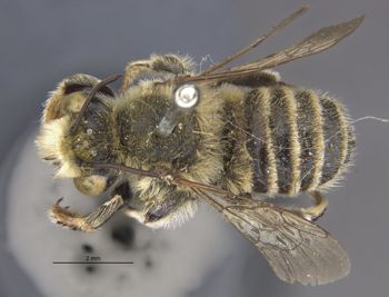 Media type: image;   Entomology 15717 Aspect: habitus dorsal view